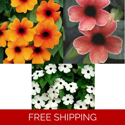 Thunbergia (Black Eyed Susie) x 3 Plug Plants.